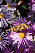 ASTER RADULA, ASTER BRILLIANT WITH SMALL TORTOISESHELL BUTTERFLY