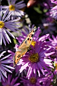 ASTER RADULA, ASTER BRILLIANT WITH SMALL TORTOISESHELL BUTTERFLY