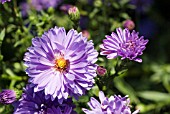 ASTER NOVI-BELGII MARIE BALLARD