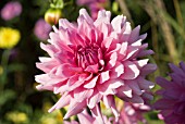 DAHLIA LILAC TIME