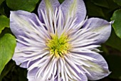 CLEMATIS CRYSTAL FOUNTAIN