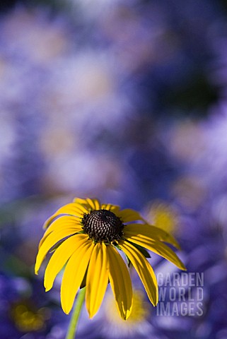 RUDBECKIA_DEAMII