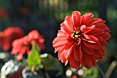 DAHLIA GRENADIER