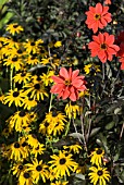 DAHLIA BISHOP OF LLANDAFF, RUDBECKIA