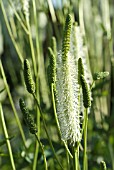 SANGUISORBA CANADENSIS