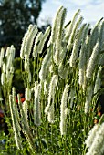 SANGUISORBA CANADENSIS