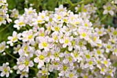 SAXIFRAGA CALLOSA