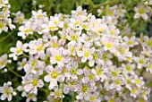 SAXIFRAGA CALLOSA