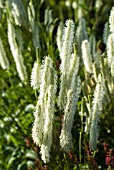 SANGUISORBA CANADENSIS