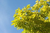 ROBINIA PSEUDACACIA FRISIA