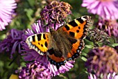 ASTER BARS PINK, SMALL TORTOISESHELL BUTTERFLY