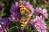 ASTER BARS PINK, SMALL TORTOISESHELL BUTTERFLY
