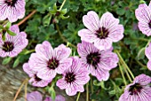 GERANIUM CINEREUM BALLERINA