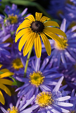 RUDBECKIA_DEAMII_WITH_ASTER_AMELLUS_KING_GEORGE