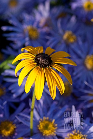 RUDBECKIA_DEAMII_WITH_ASTER_AMELLUS_KING_GEORGE
