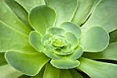 AEONIUM ARBOREUM MAGNIFICUM