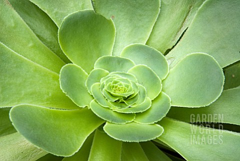 AEONIUM_ARBOREUM_MAGNIFICUM