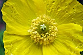 MECONOPSIS CAMBRICA