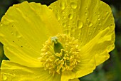 MECONOPSIS CAMBRICA