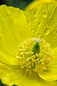 MECONOPSIS CAMBRICA