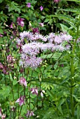 THALICTRUM AQUILEGIFOLIUM