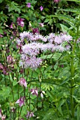 THALICTRUM AQUILEGIFOLIUM