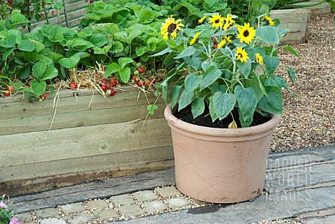 STRAWBERRY_CHRISTINE_SUNFLOWER_CHOC_CHIP_SUTTONS_GROWING_FOR_HEALTH_GARDEN_AT_TATTON_PARK_2007_DESIG