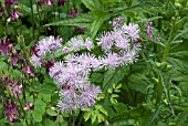 THALICTRUM AQUILEGIFOLIUM