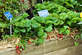 STRAWBERRY CHRISTINE, SUTTONS GROWING FOR HEALTH GARDEN AT TATTON PARK 2007 DESIGNED BY KEVIN AND SUZANNE DUNNE