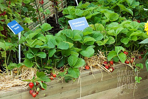 STRAWBERRY_CHRISTINE_SUTTONS_GROWING_FOR_HEALTH_GARDEN_AT_TATTON_PARK_2007_DESIGNED_BY_KEVIN_AND_SUZ