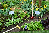 MIXED VEGETABLE BORDER, SUTTONS GROWING FOR HEALTH GARDEN AT TATTON PARK 2007 DESIGNED BY KEVIN AND SUZANNE DUNNE