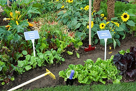 MIXED_VEGETABLE_BORDER_SUTTONS_GROWING_FOR_HEALTH_GARDEN_AT_TATTON_PARK_2007_DESIGNED_BY_KEVIN_AND_S