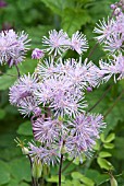 THALICTRUM AQUILEGIFOLIUM