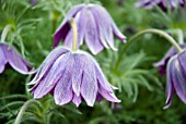 PULSATILLA VULGARIS