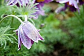 PULSATILLA VULGARIS