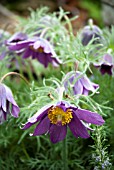 PULSATILLA VULGARIS