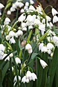 LEUCOJUM AESTIVUM GRAVETYE GIANT