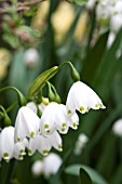 LEUCOJUM AESTIVUM GRAVETYE GIANT