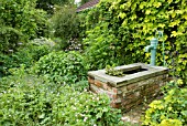 WATER FEATURE WITH HUMULUS LUPULUS AUREA