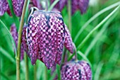 FRITILLARIA MELEAGRIS