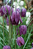 FRITILLARIA MELEAGRIS