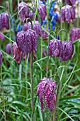 FRITILLARIA MELEAGRIS