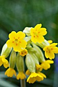 PRIMULA VERIS