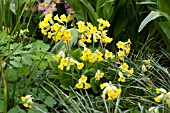 PRIMULA VERIS, (COWSLIP)