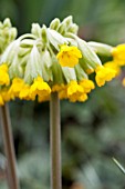 PRIMULA VERIS