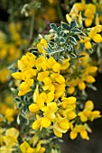 CORONILLA GLAUCA `VARIEGATA`