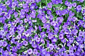 AUBRETIA SP.