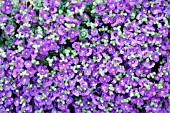 AUBRETIA ELSA LANCASTER