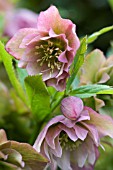 HELLEBORUS ORIENTALIS DOUBLE