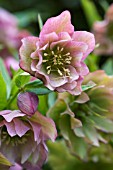 HELLEBORUS ORIENTALIS DOUBLE